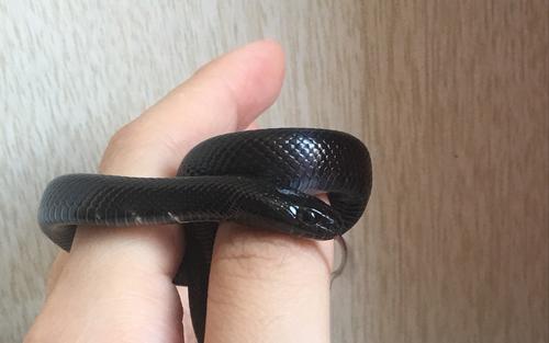 黑王蛇图片