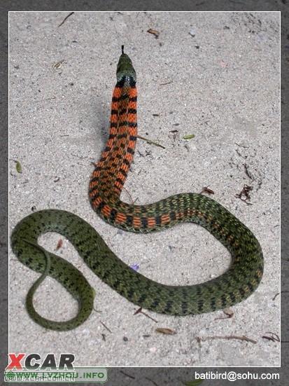 黑纹颈槽蛇图片