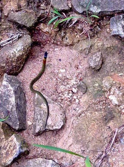 黑纹颈槽蛇图片