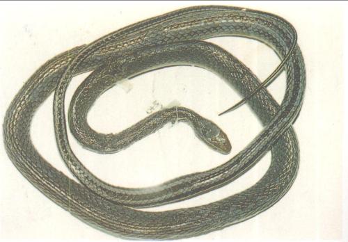 黑线乌梢蛇图片