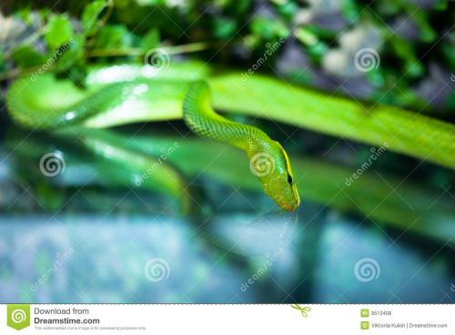 横纹翠青蛇图片
