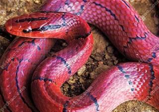 红鞭蛇图片