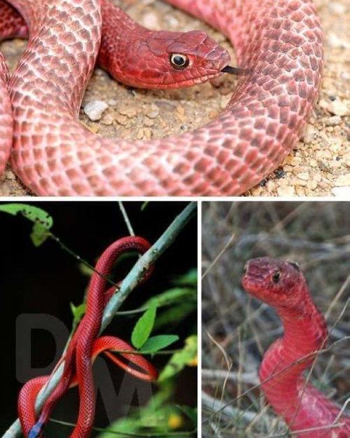 红鞭蛇图片