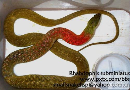 红脖颈槽蛇图片