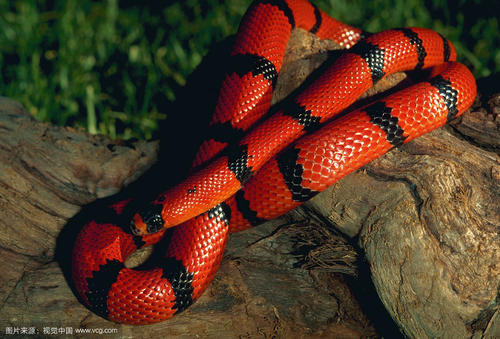洪都拉斯奶蛇图片
