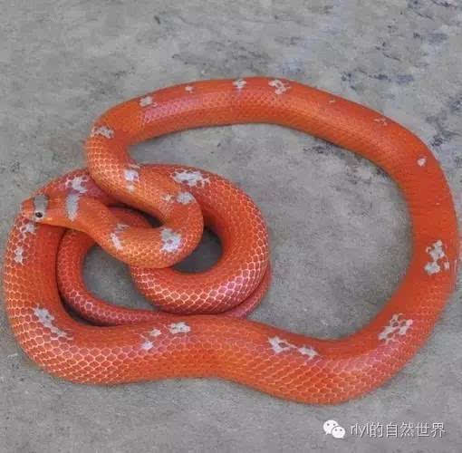 洪都拉斯奶蛇图片