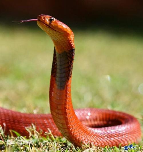红喷毒眼镜蛇图片