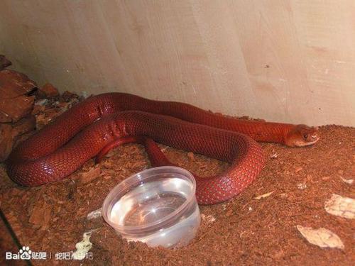红喷毒眼镜蛇图片