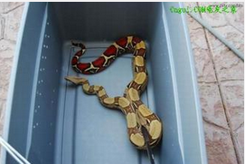 红尾筒蛇图片