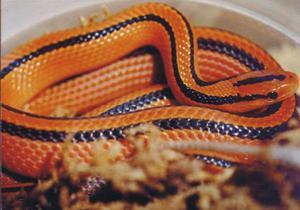 红竹蛇\/紫灰锦蛇图片