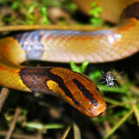 红竹蛇\/紫灰锦蛇图片