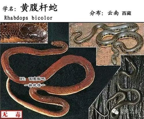 黄腹杆蛇图片