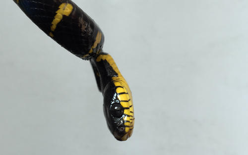 黄环林蛇图片