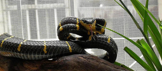 黄环林蛇图片