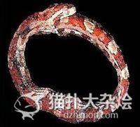 环箍蛇图片