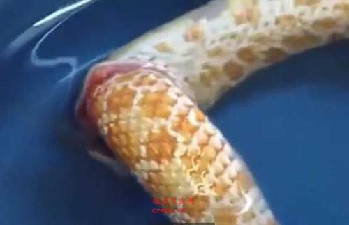 环箍蛇图片