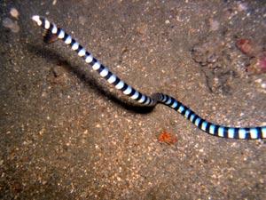 环纹海蛇图片
