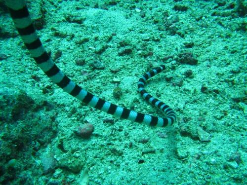 环纹海蛇图片
