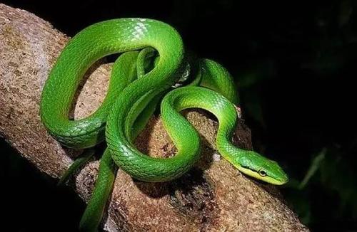灰腹绿锦蛇图片