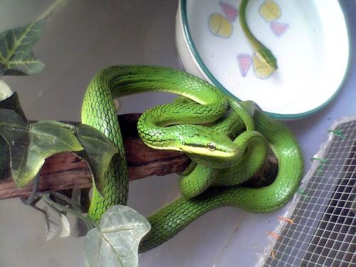 灰腹绿锦蛇图片
