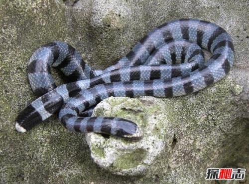 灰蓝扁尾海蛇图片