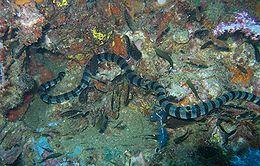 灰蓝扁尾海蛇图片