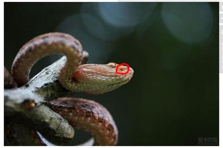 绞花林蛇图片