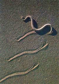 角响尾蛇图片