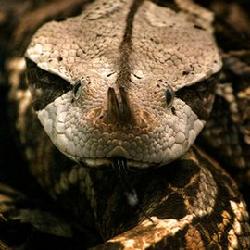 加蓬蝰蛇图片