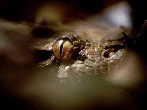 加蓬蝰蛇图片