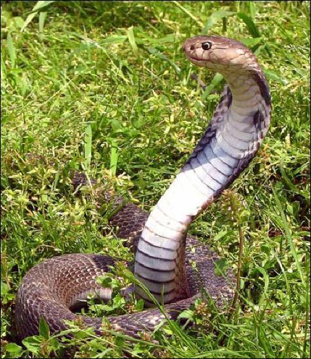 加州王蛇图片