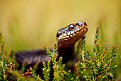 极北蝰蛇图片