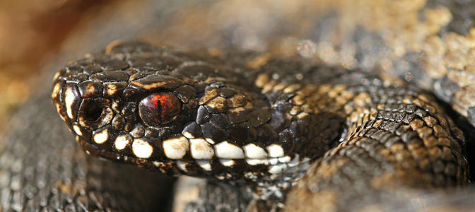 极北蝰蛇图片