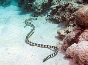 截吻海蛇图片