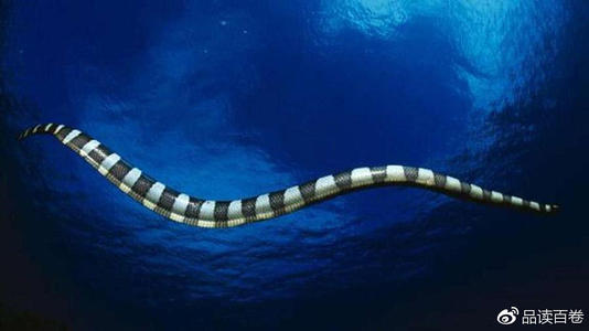截吻海蛇图片