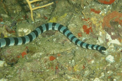 棘鳞海蛇图片