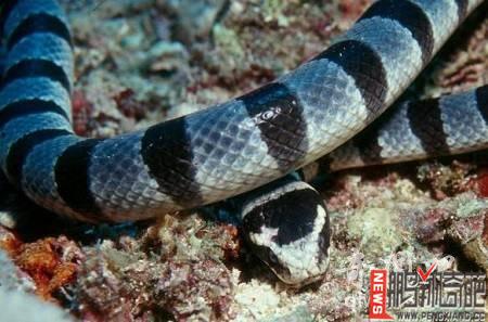 棘鳞海蛇图片