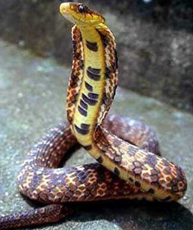 颈斑蛇图片