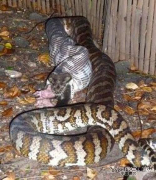 颈斑蛇图片