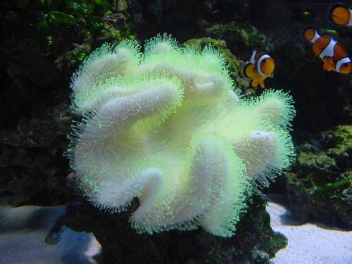 金黄珊瑚蛇图片