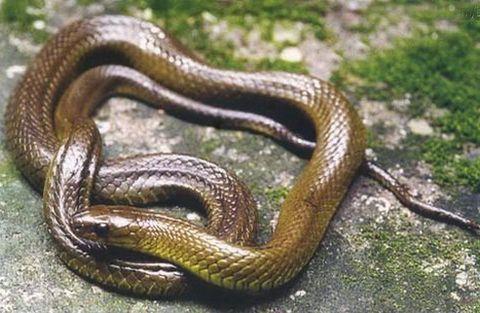 九龙颈槽蛇图片