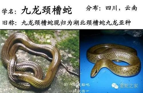 九龙颈槽蛇图片