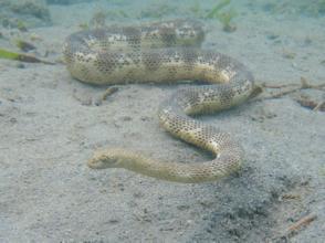 棘眦海蛇图片