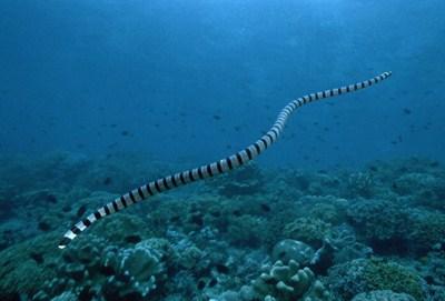 棘眦海蛇图片