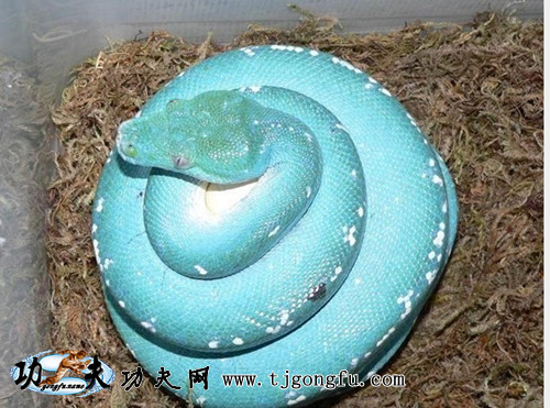 蓝蛇图片