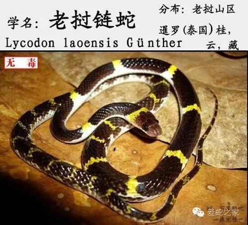 老挝白环蛇图片