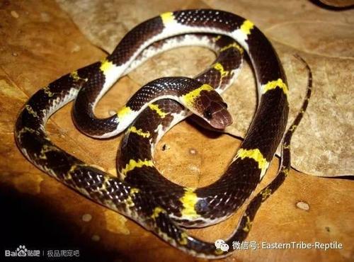 老挝白环蛇图片