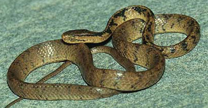 棱鳞钝头蛇图片