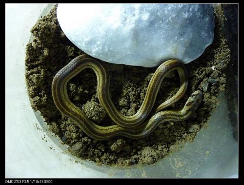 菱斑小头蛇图片