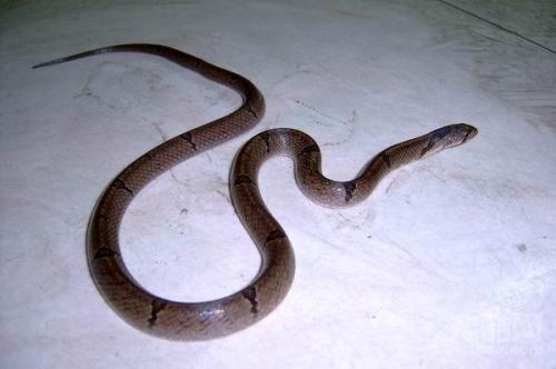 菱斑小头蛇图片
